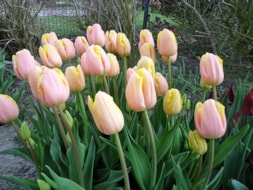 Keukenhof (46)